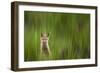 A Fox Kit Stares At The Photographer Only To Go Cross-Eyed In The Process, Eagle, Colorado-Jay Goodrich-Framed Photographic Print