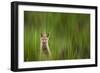 A Fox Kit Stares At The Photographer Only To Go Cross-Eyed In The Process, Eagle, Colorado-Jay Goodrich-Framed Photographic Print