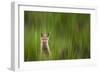 A Fox Kit Stares At The Photographer Only To Go Cross-Eyed In The Process, Eagle, Colorado-Jay Goodrich-Framed Photographic Print