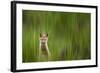 A Fox Kit Stares At The Photographer Only To Go Cross-Eyed In The Process, Eagle, Colorado-Jay Goodrich-Framed Photographic Print