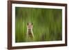 A Fox Kit Stares At The Photographer Only To Go Cross-Eyed In The Process, Eagle, Colorado-Jay Goodrich-Framed Photographic Print