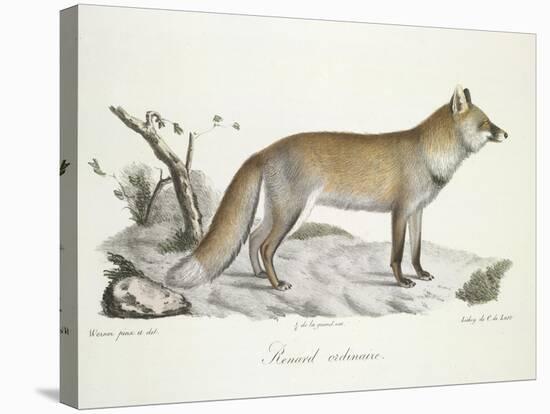 A Fox-Werner-Stretched Canvas