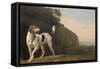 A Foxhound, C.1760 (Oil on Paper Laid on Board)-George Stubbs-Framed Stretched Canvas