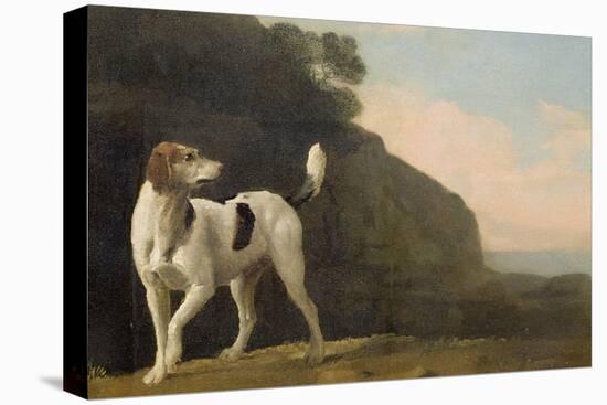 A Foxhound, C.1760 (Oil on Paper Laid on Board)-George Stubbs-Stretched Canvas