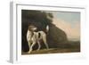 A Foxhound, C.1760 (Oil on Paper Laid on Board)-George Stubbs-Framed Giclee Print