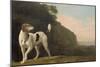 A Foxhound, C.1760 (Oil on Paper Laid on Board)-George Stubbs-Mounted Giclee Print