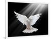 A Free Flying White Dove Isolated On A Black Background-Irochka-Framed Art Print