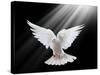 A Free Flying White Dove Isolated On A Black Background-Irochka-Stretched Canvas