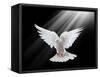 A Free Flying White Dove Isolated On A Black Background-Irochka-Framed Stretched Canvas