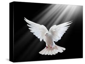 A Free Flying White Dove Isolated On A Black Background-Irochka-Stretched Canvas