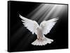 A Free Flying White Dove Isolated On A Black Background-Irochka-Framed Stretched Canvas