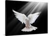 A Free Flying White Dove Isolated On A Black Background-Irochka-Stretched Canvas