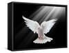 A Free Flying White Dove Isolated On A Black Background-Irochka-Framed Stretched Canvas