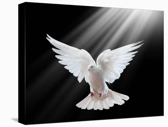 A Free Flying White Dove Isolated On A Black Background-Irochka-Stretched Canvas