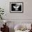 A Free Flying White Dove Isolated On A Black Background-Irochka-Framed Art Print displayed on a wall