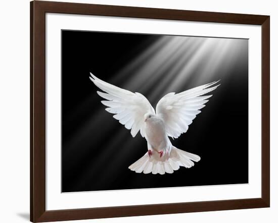 A Free Flying White Dove Isolated On A Black Background-Irochka-Framed Art Print