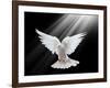 A Free Flying White Dove Isolated On A Black Background-Irochka-Framed Art Print