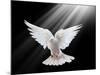 A Free Flying White Dove Isolated On A Black Background-Irochka-Mounted Art Print