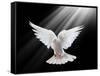 A Free Flying White Dove Isolated On A Black Background-Irochka-Framed Stretched Canvas