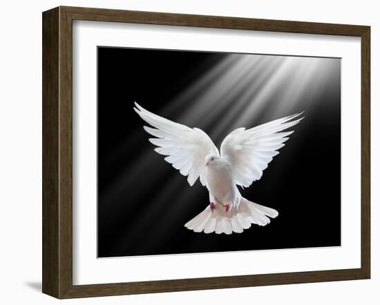 A Free Flying White Dove Isolated On A Black Background-Irochka-Framed Art Print