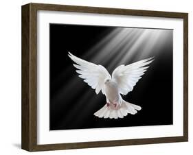 A Free Flying White Dove Isolated On A Black Background-Irochka-Framed Art Print