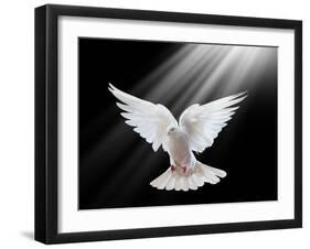 A Free Flying White Dove Isolated On A Black Background-Irochka-Framed Art Print