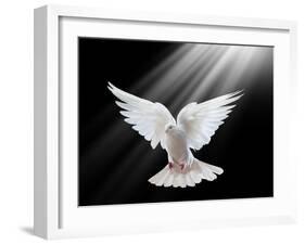 A Free Flying White Dove Isolated On A Black Background-Irochka-Framed Art Print