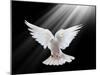 A Free Flying White Dove Isolated On A Black Background-Irochka-Mounted Art Print