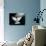 A Free Flying White Dove Isolated On A Black Background-Irochka-Art Print displayed on a wall