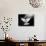 A Free Flying White Dove Isolated On A Black Background-Irochka-Art Print displayed on a wall