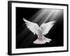 A Free Flying White Dove Isolated On A Black Background-Irochka-Framed Art Print