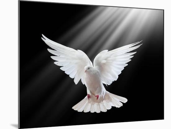 A Free Flying White Dove Isolated On A Black Background-Irochka-Mounted Art Print