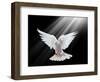 A Free Flying White Dove Isolated On A Black Background-Irochka-Framed Art Print