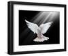 A Free Flying White Dove Isolated On A Black Background-Irochka-Framed Art Print