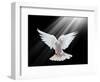 A Free Flying White Dove Isolated On A Black Background-Irochka-Framed Art Print