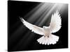 A Free Flying White Dove Isolated On A Black Background-Irochka-Stretched Canvas