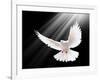 A Free Flying White Dove Isolated On A Black Background-Irochka-Framed Art Print