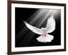 A Free Flying White Dove Isolated On A Black Background-Irochka-Framed Art Print