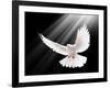 A Free Flying White Dove Isolated On A Black Background-Irochka-Framed Art Print