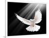 A Free Flying White Dove Isolated On A Black Background-Irochka-Framed Art Print