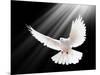 A Free Flying White Dove Isolated On A Black Background-Irochka-Mounted Art Print