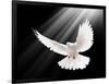 A Free Flying White Dove Isolated On A Black Background-Irochka-Framed Art Print