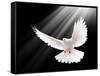 A Free Flying White Dove Isolated On A Black Background-Irochka-Framed Stretched Canvas