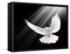 A Free Flying White Dove Isolated On A Black Background-Irochka-Framed Stretched Canvas