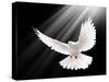 A Free Flying White Dove Isolated On A Black Background-Irochka-Stretched Canvas