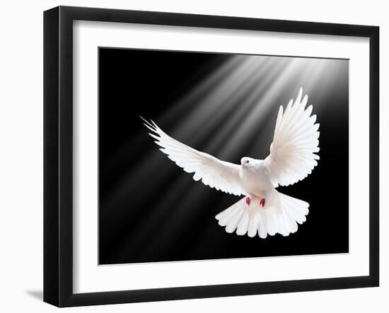 A Free Flying White Dove Isolated On A Black Background-Irochka-Framed Art Print