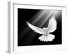 A Free Flying White Dove Isolated On A Black Background-Irochka-Framed Art Print