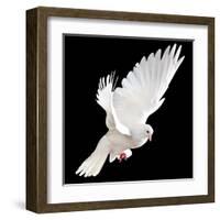 A Free Flying White Dove Isolated On A Black Background-Irochka-Framed Art Print