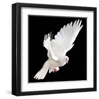 A Free Flying White Dove Isolated On A Black Background-Irochka-Framed Art Print