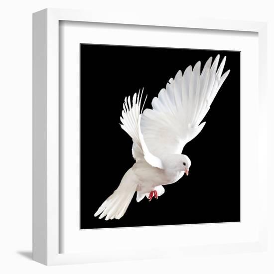 A Free Flying White Dove Isolated On A Black Background-Irochka-Framed Art Print